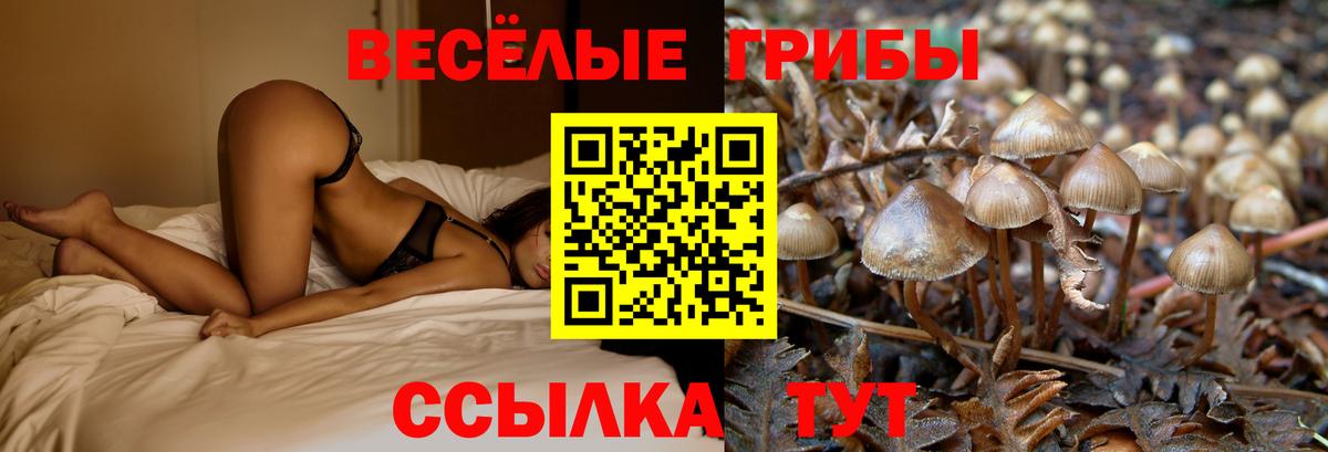 Псилоцибиновые грибы MAGIC MUSHROOMS  Вход с VPN  Владимир 